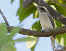 Common Woodshrike