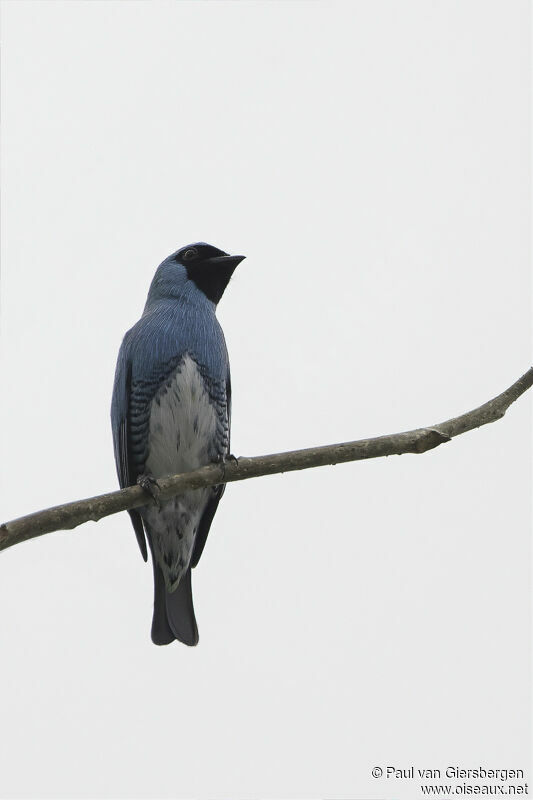 Swallow Tanageradult