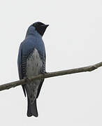 Swallow Tanager