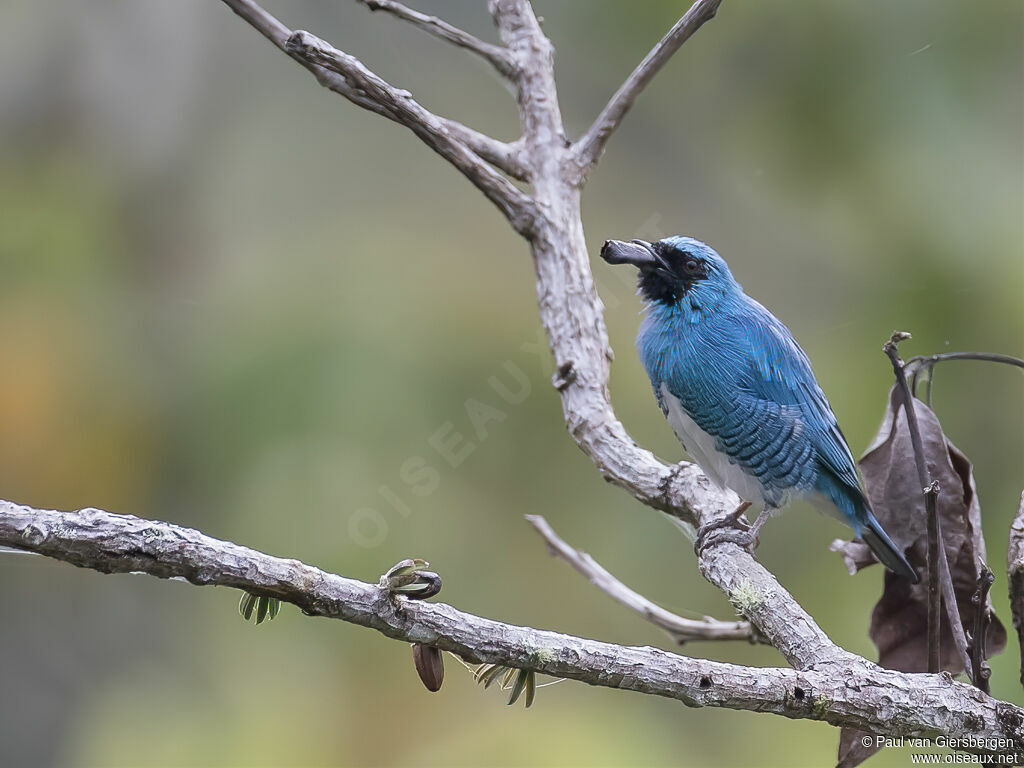 Swallow Tanager male adult