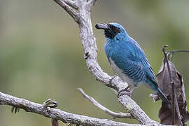 Swallow Tanager