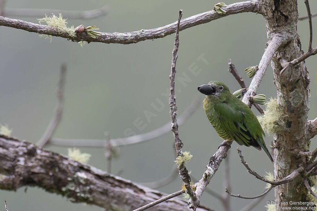 Swallow Tanager female adult