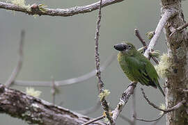 Swallow Tanager