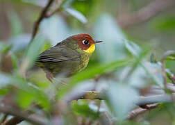 Chestnut-headed Tesia