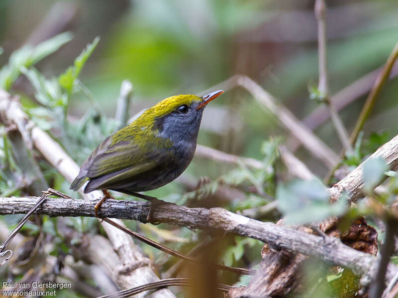 Slaty-bellied Tesiaadult, identification