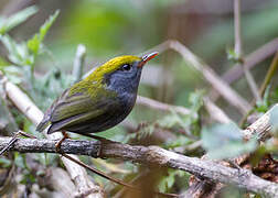 Slaty-bellied Tesia