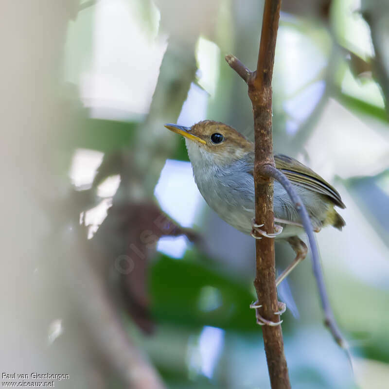 Russet-capped Tesiaadult