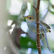 Russet-capped Tesia