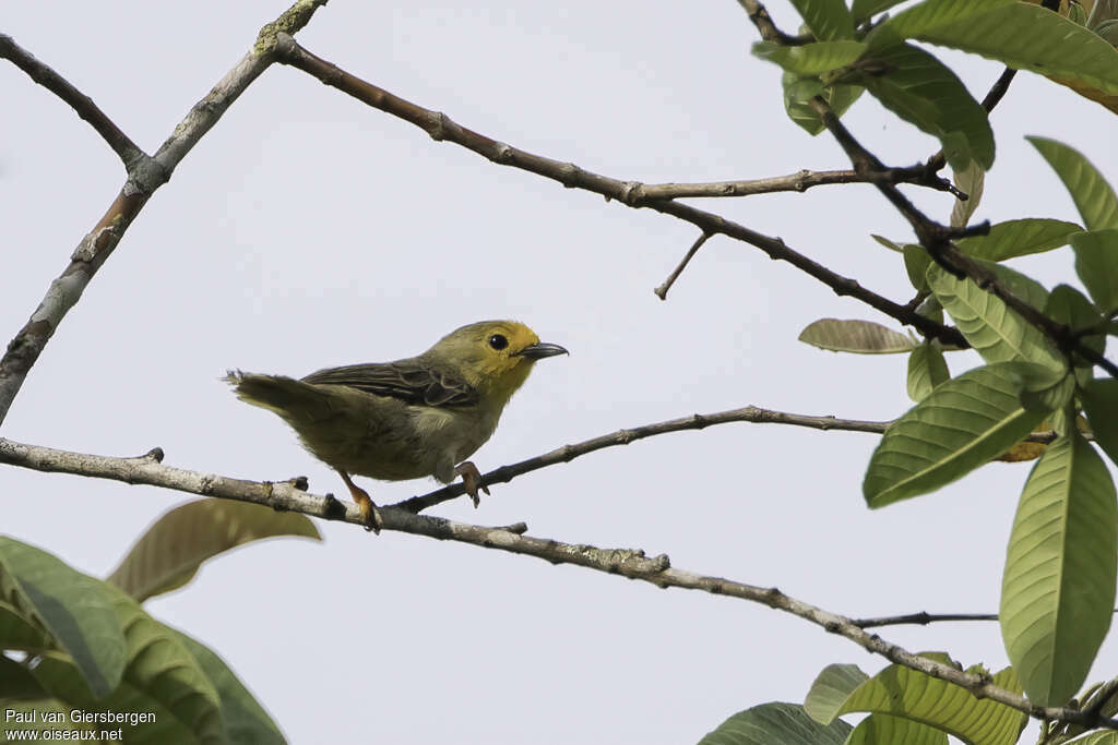 Orange-fronted Plushcrownadult, identification