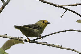 Orange-fronted Plushcrown