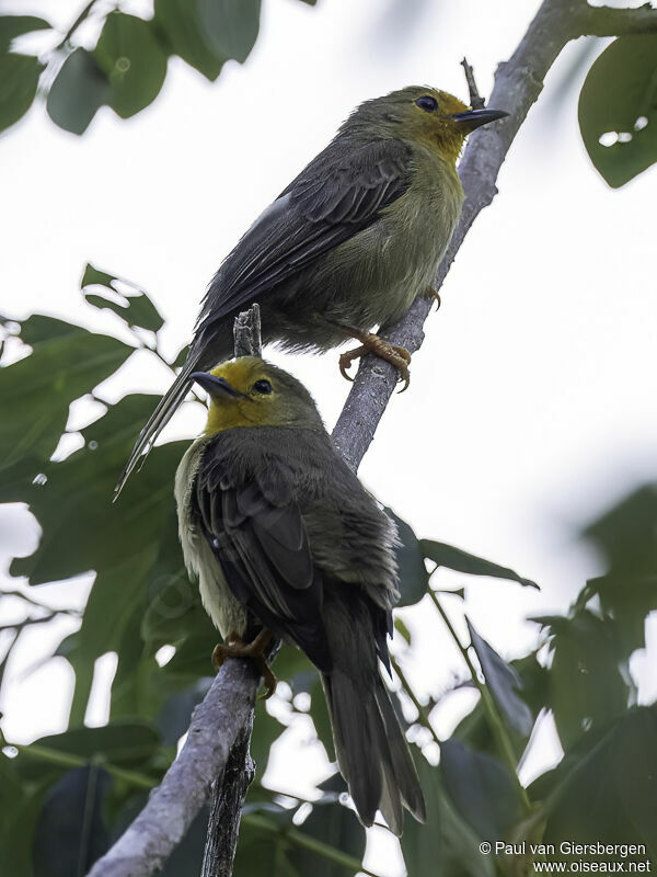 Orange-fronted Plushcrownadult