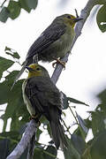 Orange-fronted Plushcrown