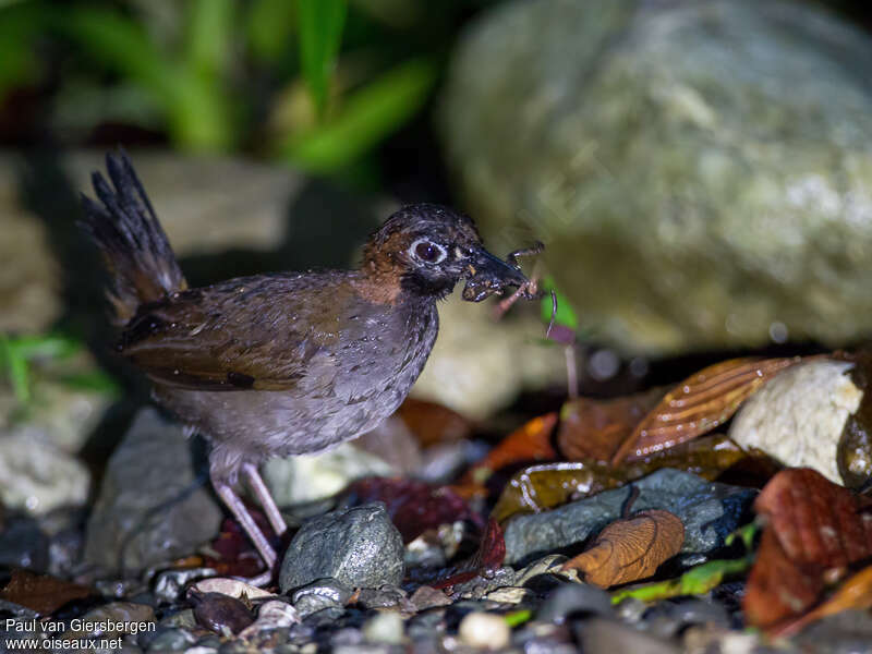 Black-faced Antthrushadult, identification, pigmentation, feeding habits