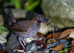 Black-faced Antthrush