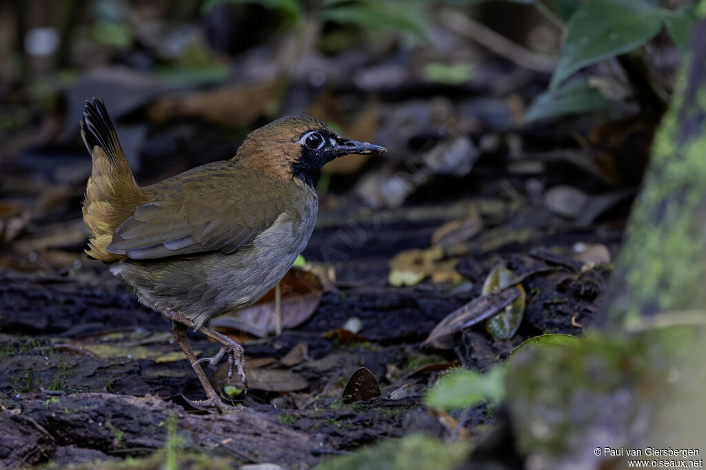 Tétéma coq-de-bois