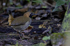 Tétéma coq-de-bois