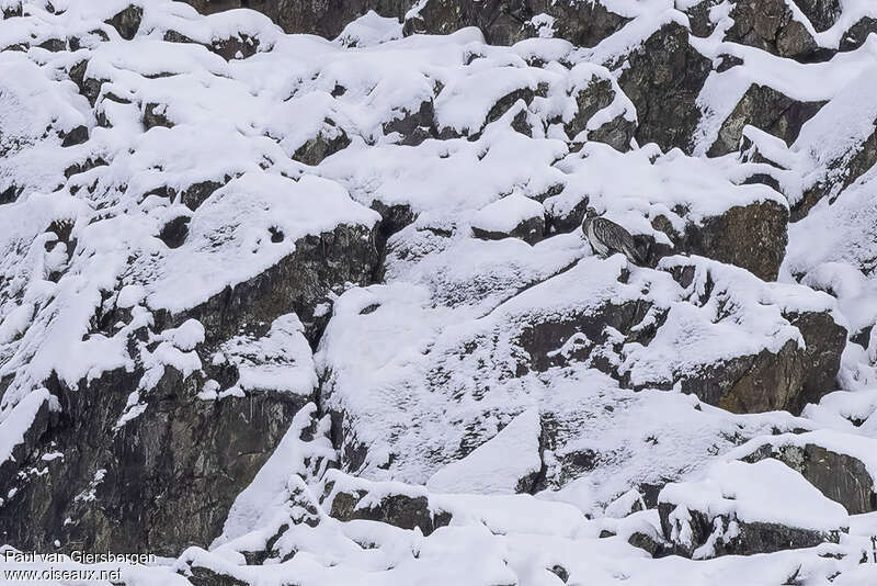 Altai Snowcockadult