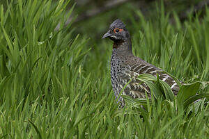 Tétraophase de Verreaux
