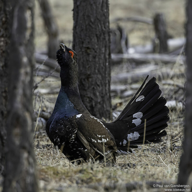 Black-billed Capercaillie male adult