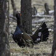 Black-billed Capercaillie