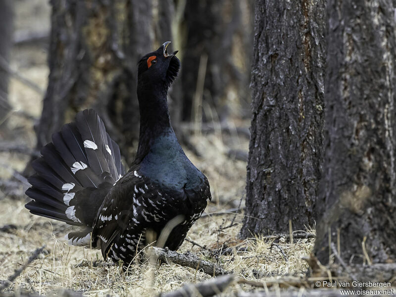 Black-billed Capercaillie male adult