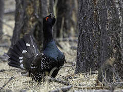 Black-billed Capercaillie