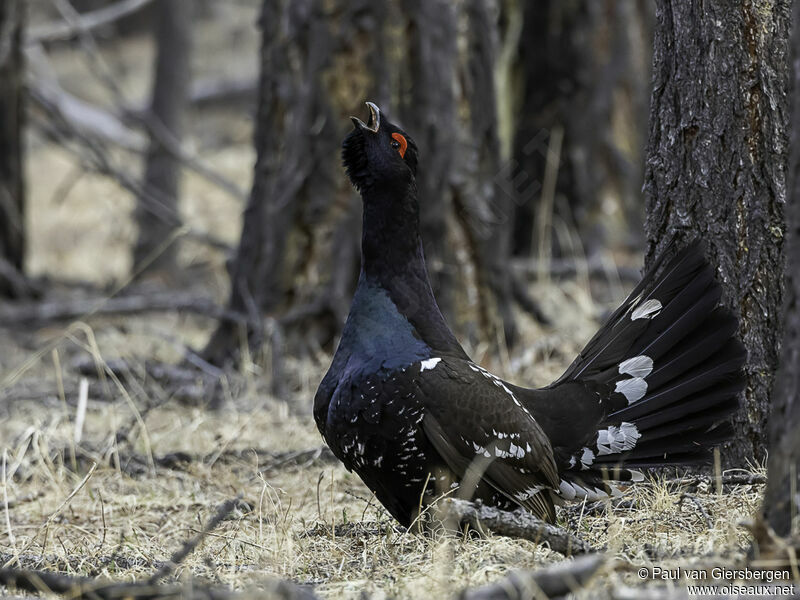 Black-billed Capercaillie male adult