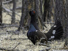 Black-billed Capercaillie