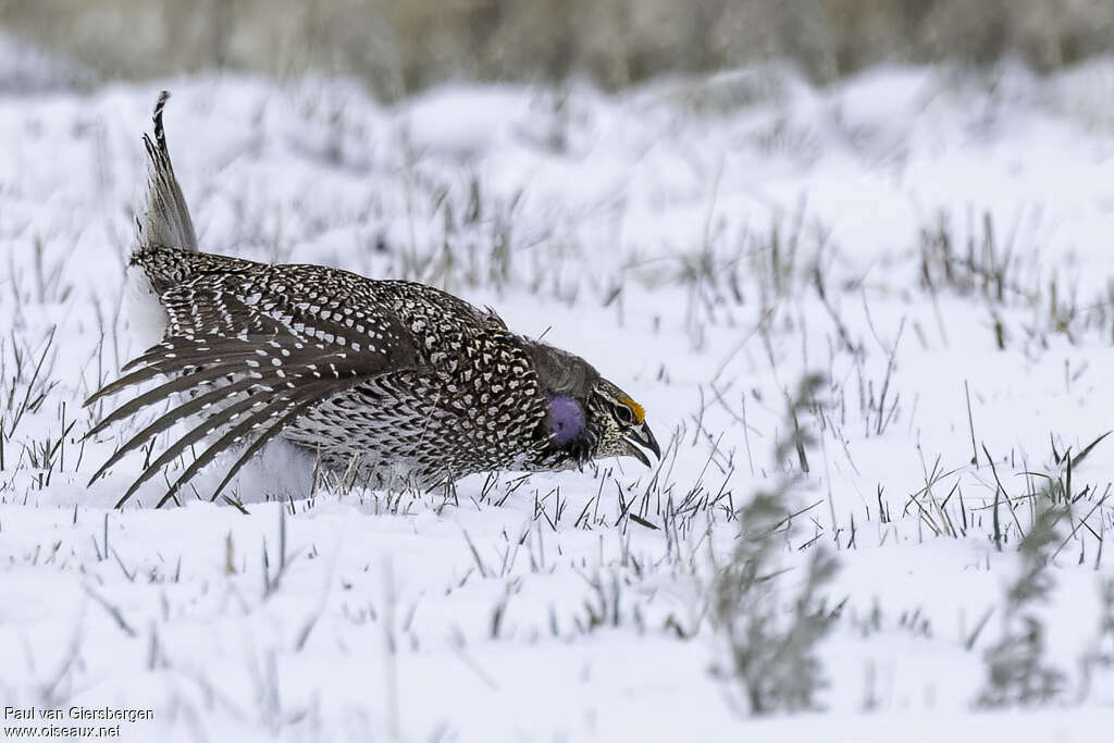 Sharp-tailed Grouse male adult