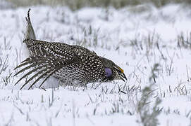 Sharp-tailed Grouse