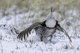 Sharp-tailed Grouse