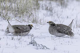 Sharp-tailed Grouse