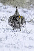 Sharp-tailed Grouse