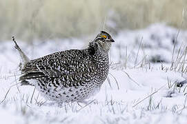 Sharp-tailed Grouse