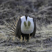 Sage Grouse