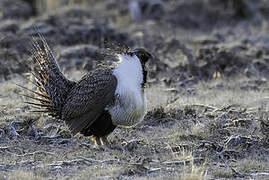 Sage Grouse