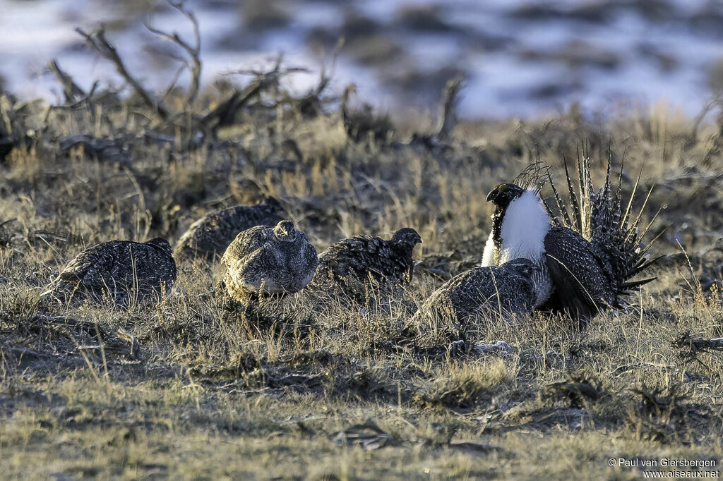 Sage Grouse