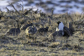 Sage Grouse