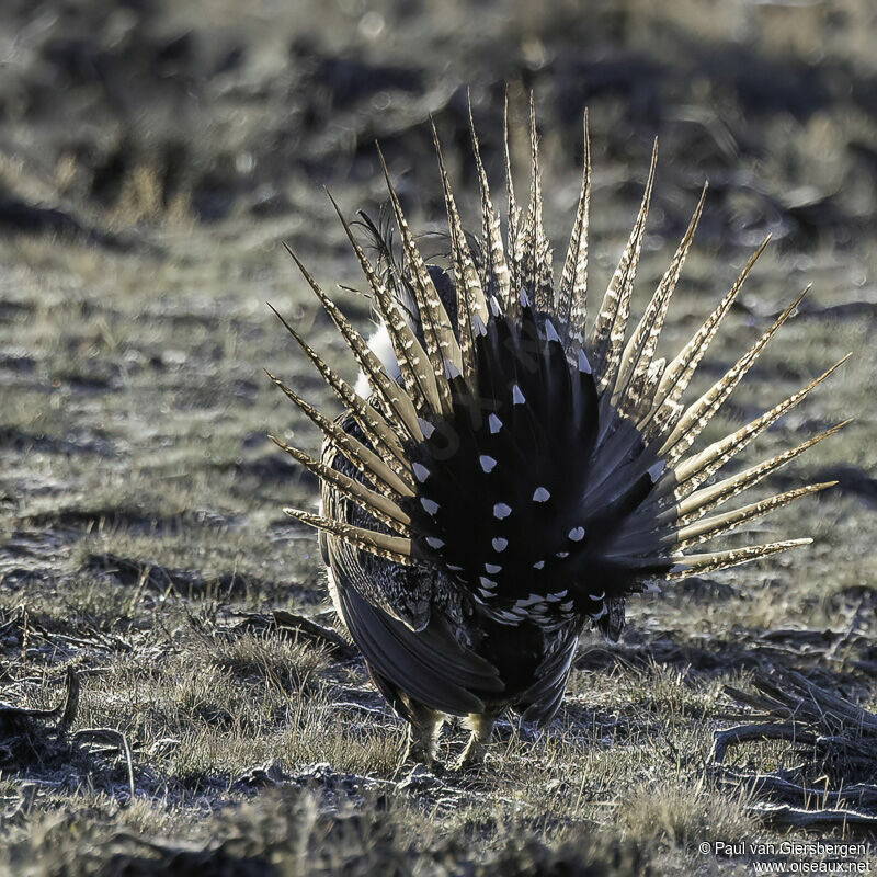 Tétras des armoises mâle adulte