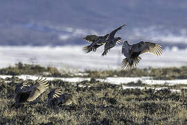 Sage Grouse