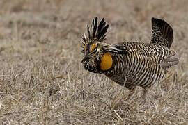 Greater Prairie Chicken