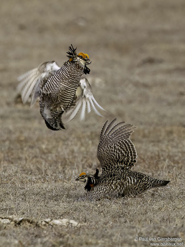 Tétras des prairies mâle adulte