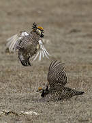 Greater Prairie Chicken