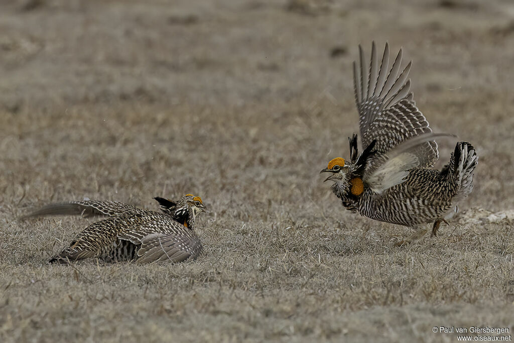 Tétras des prairies mâle adulte