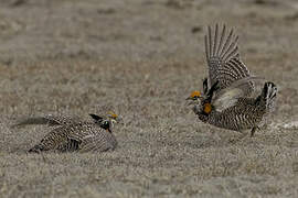 Greater Prairie Chicken