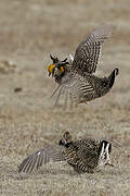 Greater Prairie Chicken