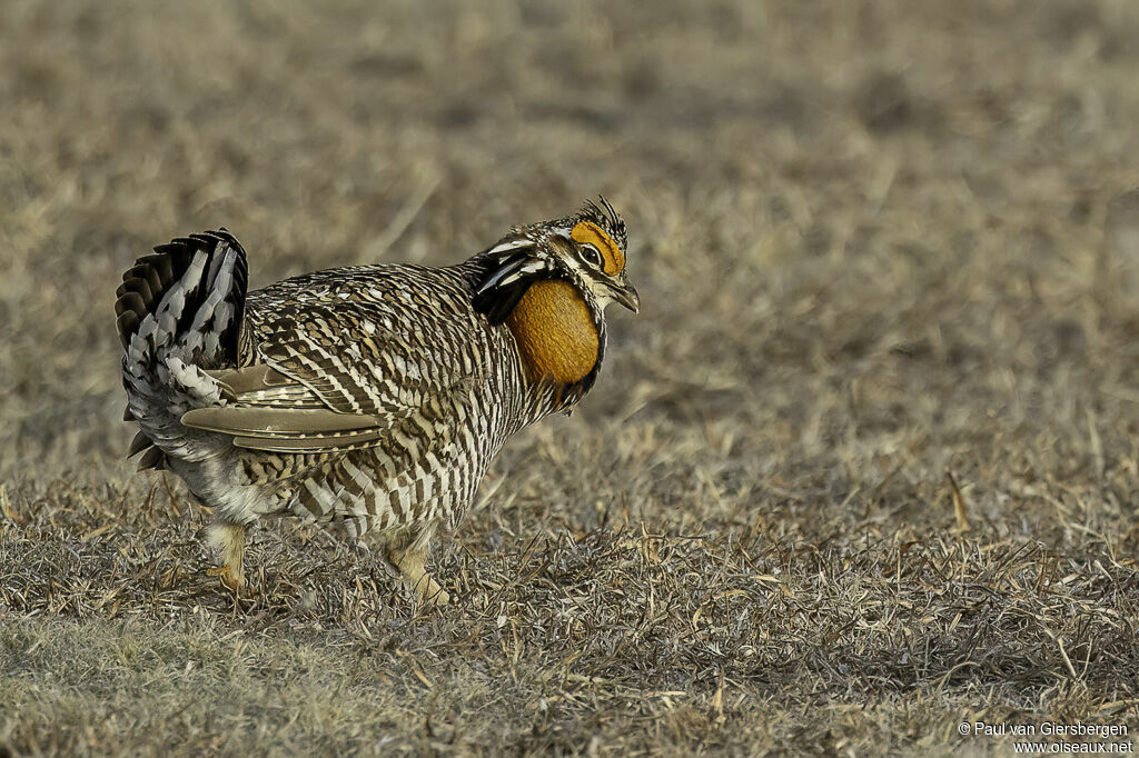 Tétras des prairies mâle adulte