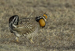 Greater Prairie Chicken