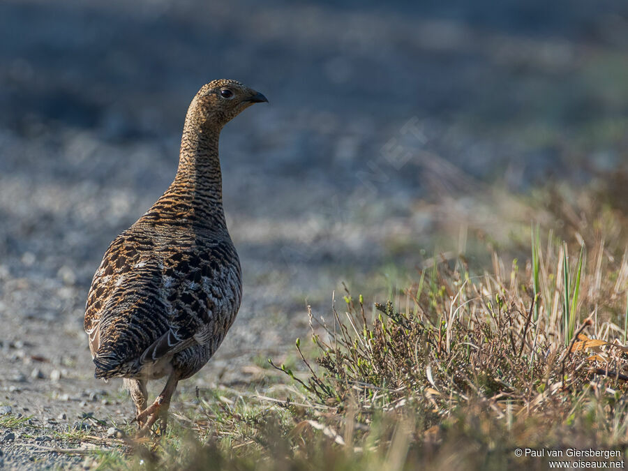 Black Grouse female adult