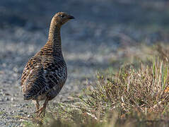 Black Grouse